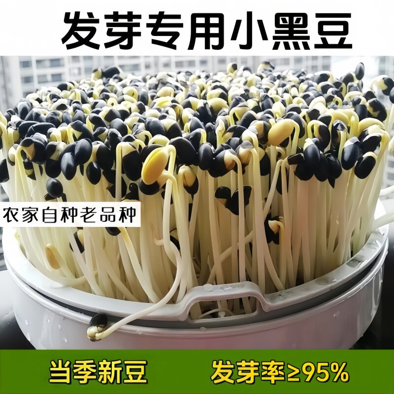 发芽专用黑豆种子黄芯黑豆发芽豆图片