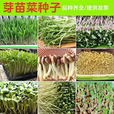 小包装芽苗菜种子无土水培蔬菜种