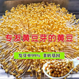 发芽黄豆种子珍珠粒690小金黄豆水培发芽专用豆农家自种小粒黄豆