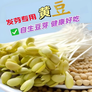 发豆芽专用黄豆种子小黄豆四季水培芽豆生黄豆芽非转基因中黄豆