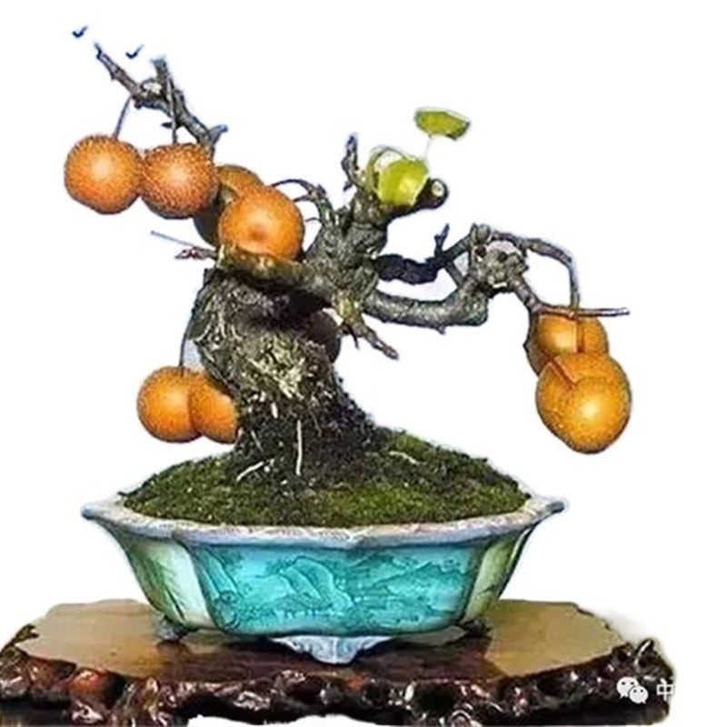 原生棠梨盆景室内办公桌阳台庭院美观绿植趣味疙瘩摆件盆栽