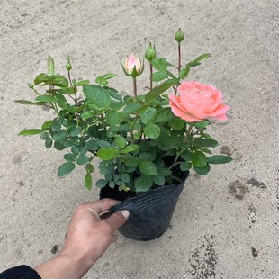 盆栽玫瑰花苗大花卉浓香四季 诺娃阳台鲑红色微型欧月季 开浓香庭院