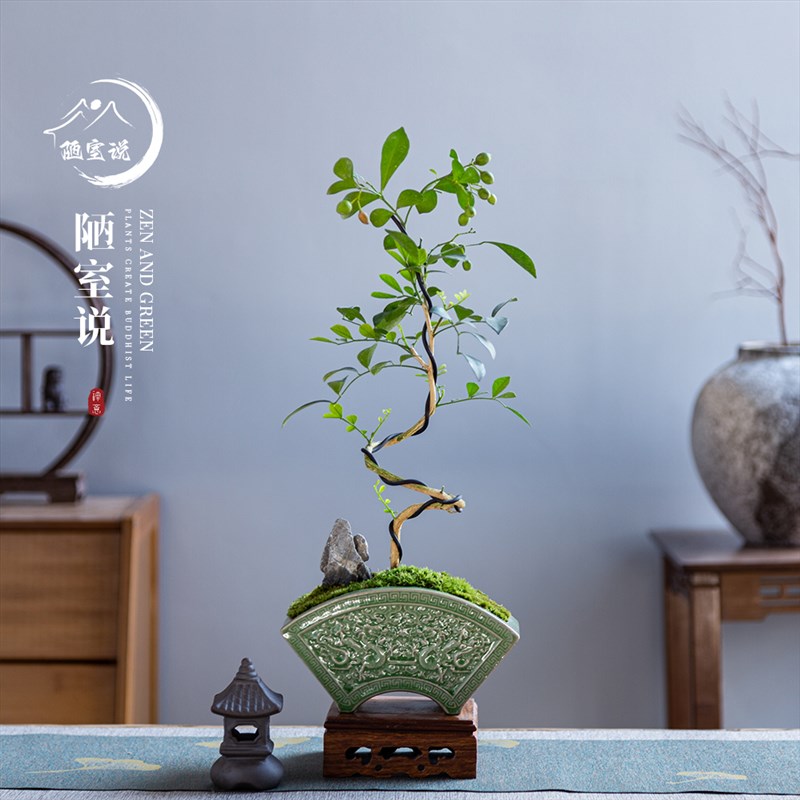 陋室说 九里香悬崖老桩盆景室内盆栽景观桌面摆件植物绿植茶几花