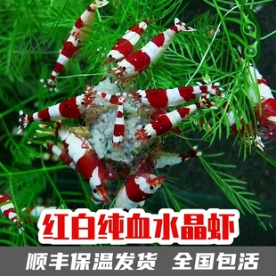 红白水晶虾鲜g活到家淡水鱼缸观赏虾闯缸草缸工具清洁除藻宠物包