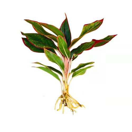 爱你一万年植物万年红水养水培冬季室内办公室冻不死的花四季易活