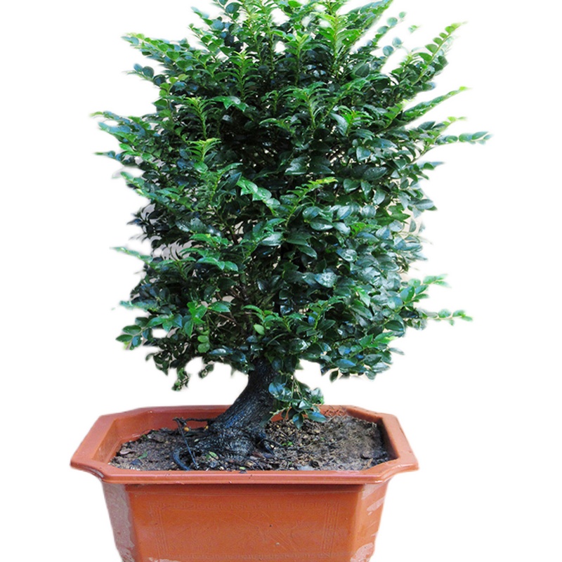 单杆老桩小叶紫檀盆景树桩造型独桩室内客厅盆栽植物花卉四季常青