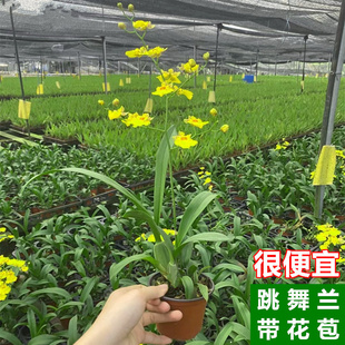 跳舞兰盆栽带花苞蜜糖文心兰开花不断室内兰花绿植物洋兰室内花卉