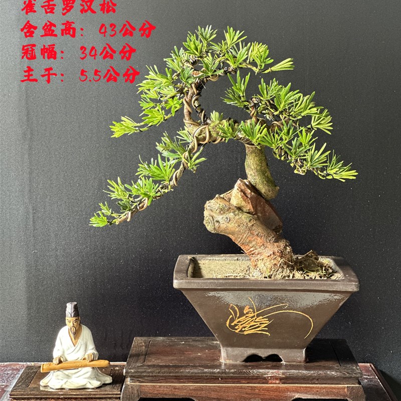 罗汉松盆景老桩树苗造型迎客松室内客厅盆栽大绿植雀舌罗汉松植物