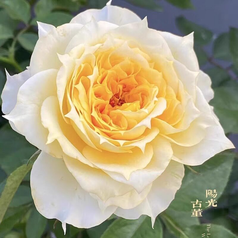 阳光古董  月季花苗开花玫瑰小苗四季盆栽花卉爬藤植物蔷薇树绿植,鲜花速递/花卉仿真/绿植园艺,月季/蔷薇/玫瑰,淘宝优惠券,粉丝福利购,淘宝优惠卷