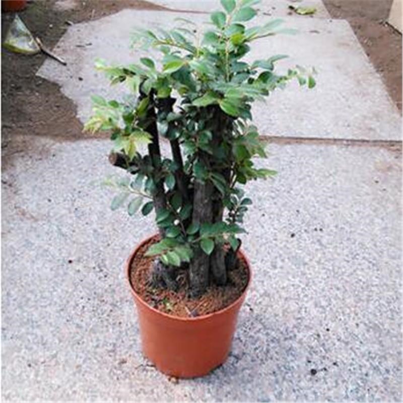 小叶紫檀盆景苗紫檀桩室内阳台盆栽花卉绿植耐寒四季常青植物