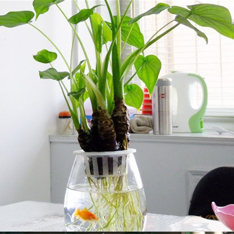 多头滴水观音空气绿植物室内水培土培水养客厅办公室花卉盆栽