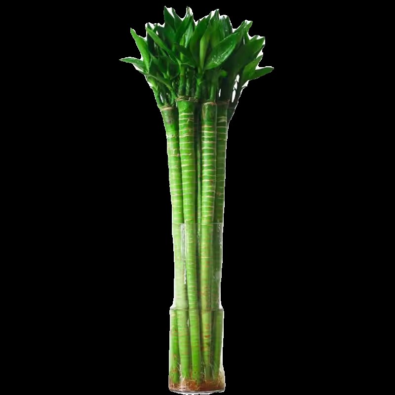 带根龙竹观音竹转运竹发财竹富贵竹植物水养客厅室内盆栽水培绿植