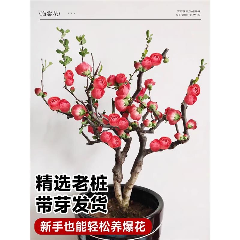海棠花盆栽树苗庭院老桩室内重瓣花卉盆景四季开花耐寒好养活植物