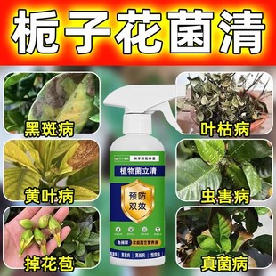 栀子花黄叶掉苞炭疽病虫害专用药不开花栀子花促生根专用肥营养液