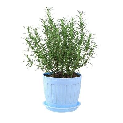 Lavender gpotted plant true flower big seedling bract fresh