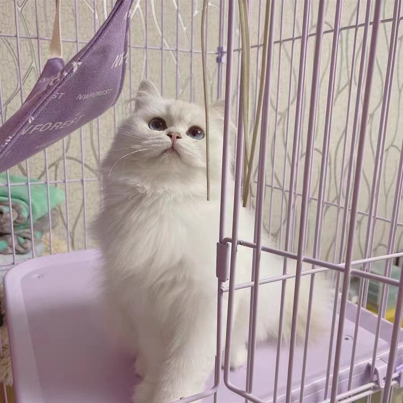 STORY挪威森林猫笼超大自由空间三层家用室内两双层猫别墅猫笼子