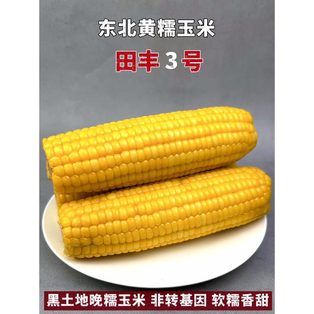 田丰3号东北黄糯玉米新鲜大棒粘黏苞米粗粮早餐健身主食真空包装