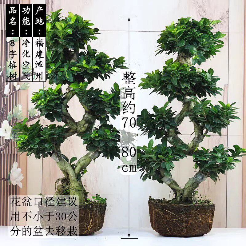 迎客松真树盆景室内外松柏地柏造型盆景办公室庭院景观植物