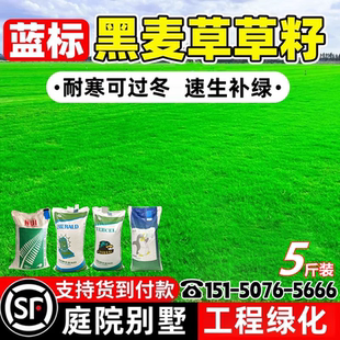 多年生黑麦草种籽草坪草籽多年生耐寒四季常青绿化护坡草皮种子