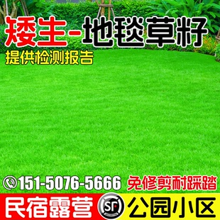 矮生四季 常青地毯草草坪草籽高档进口免修剪耐践踏草种子耐旱耐热