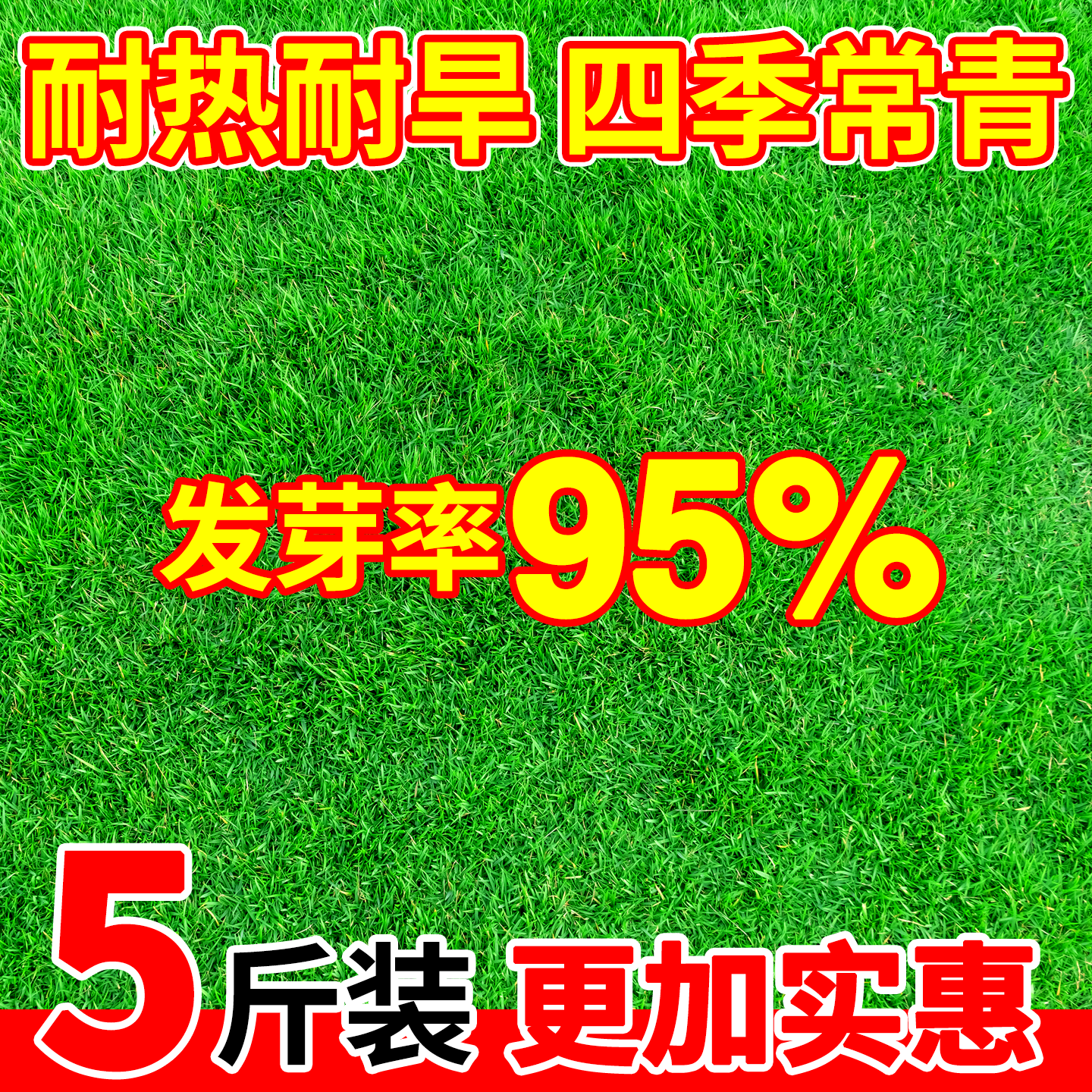 20斤装进口矮生草坪草籽