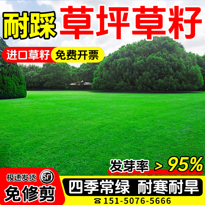 矮生免修剪草籽包发芽