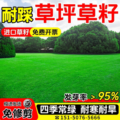 矮生免修剪草籽包发芽