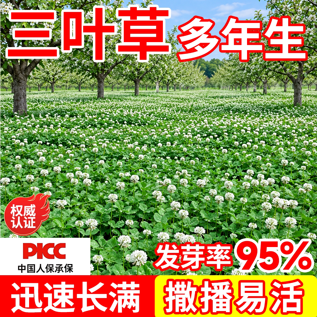 三叶草种子四季播种红白三叶草果园绿肥四叶草庭院绿化车轴草籽种