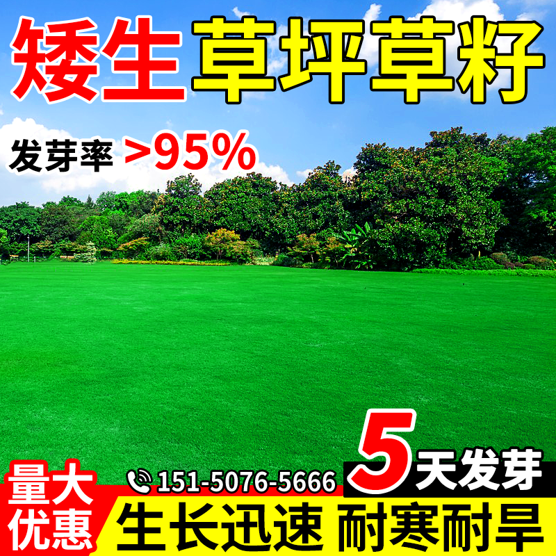 草坪草籽四季常青矮生免修剪耐寒