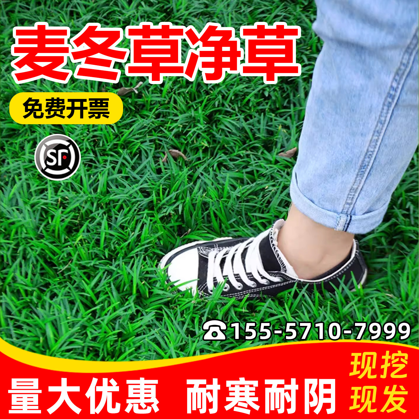 包成活进口矮麦冬苗绿化耐寒耐旱