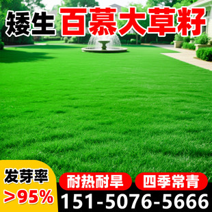 百慕大草坪草籽矮生四季常青护坡绿化种子耐寒耐旱免修剪耐践踏