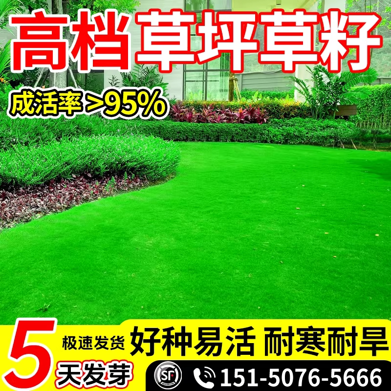 矮生草坪草籽四季常青耐寒耐旱