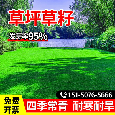 草坪草籽四季青地毯草庭院绿化黑麦草狗牙根矮生护坡草种草皮草子