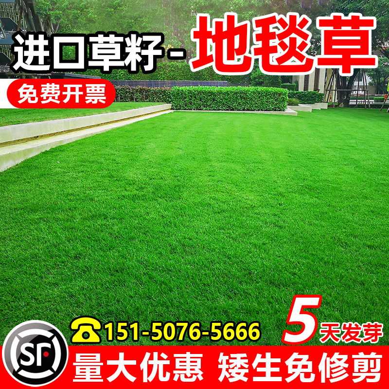 地毯草草坪草籽发芽率95%