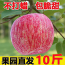 包邮 当季 现摘正宗红富士新鲜脆甜苹果水果特产富士苹果整箱