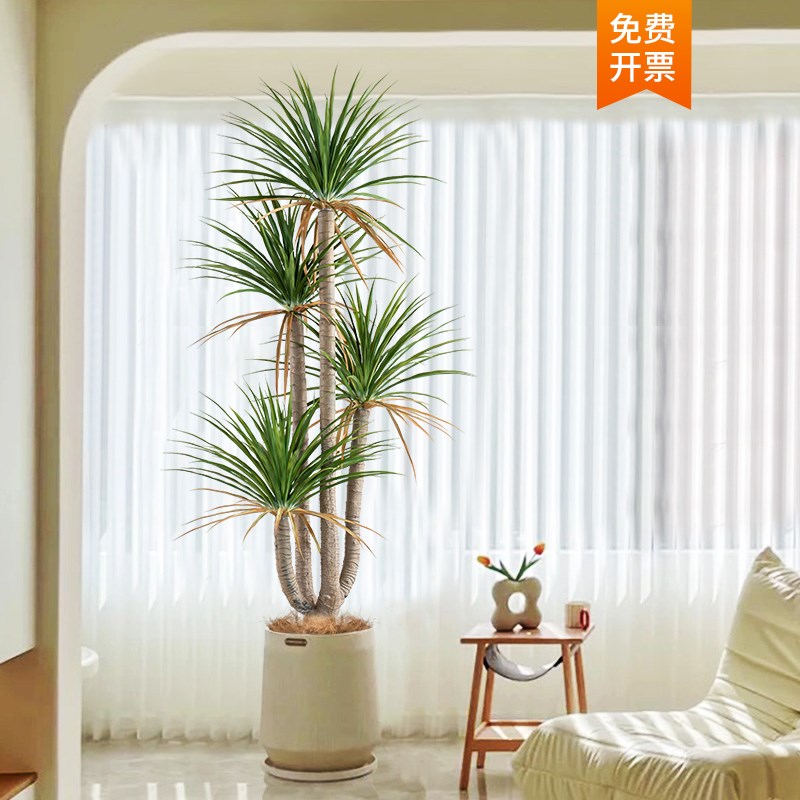 大型仿真绿植盆栽龙须树室内玄关落地装饰花摆件假树植物盆景摆设