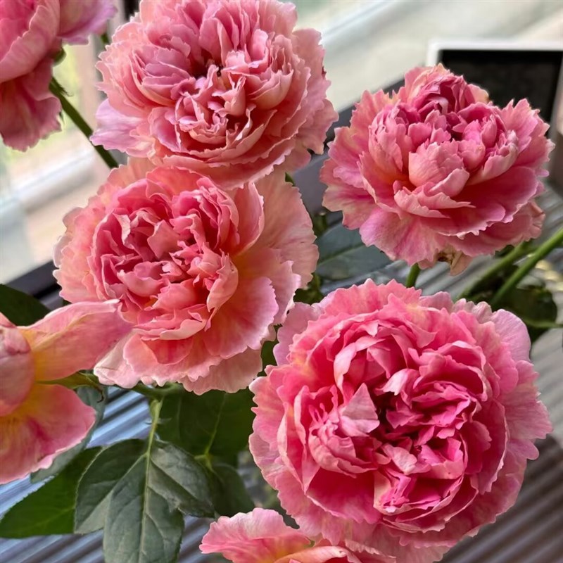 铃兰家  织锦 羞颜月季花苗盆栽灌木植物花卉多季节开花复色大花