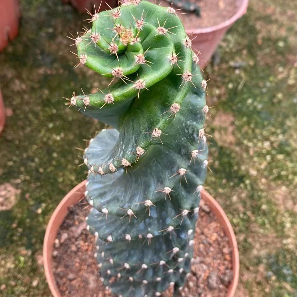 龙卷风仙人掌仙人柱螺旋多肉植物盆栽好养室内大型绿植时来运转花