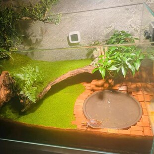 黄缘龟箱造景专用砖乌龟垫材小红砖安缘饲养缸陶土砖陆龟铺地装 饰