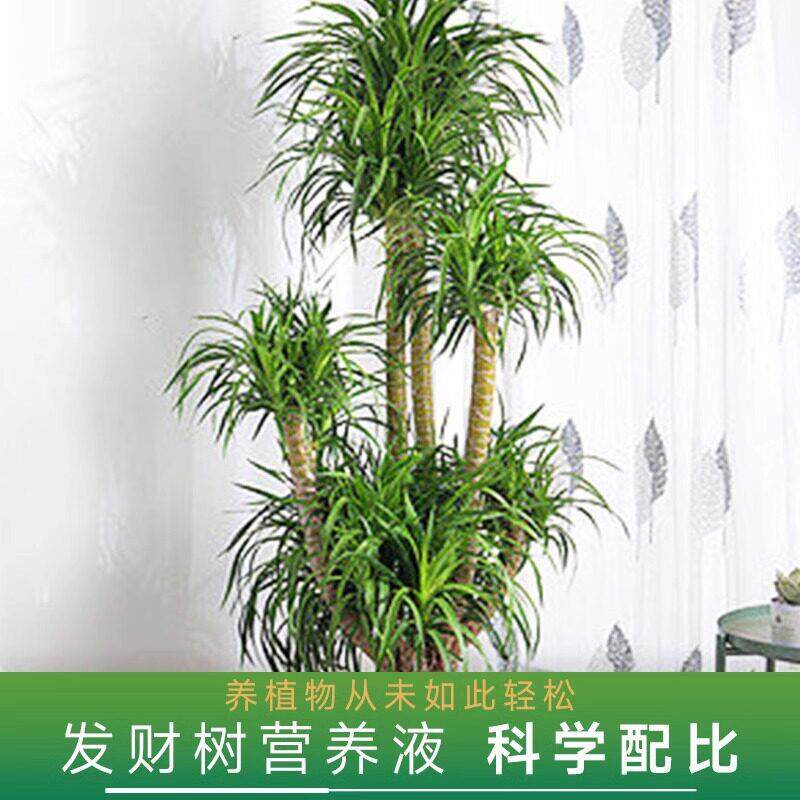 龙血树专用营养液 大树烂根植物再生剂 发财树营养液活化剂生根液