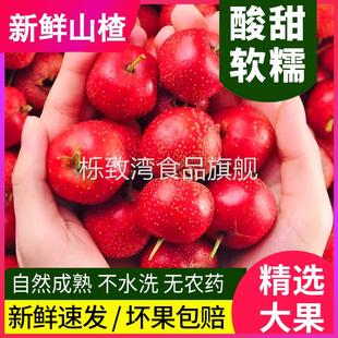 新鲜山楂鲜果大山楂山东生山楂商用冰糖葫芦甜口山楂山里红山楂干