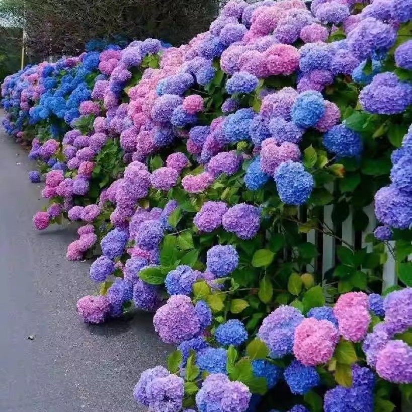 绣球花苗盆栽阳台庭院别墅植物室内好养的花不断无尽夏大花易成活,鲜花速递/花卉仿真/绿植园艺,绣球/木绣球/木本植物,淘宝优惠券,粉丝福利购,淘宝优惠卷
