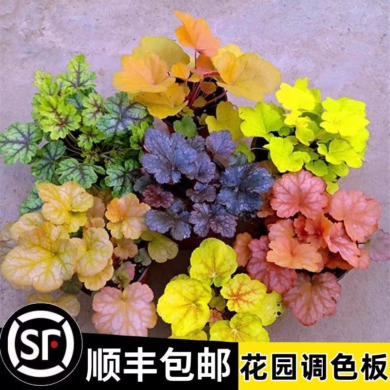 多彩矾根四季常青耐寒好养的花苗