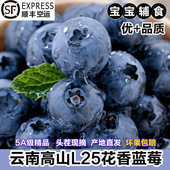 云南高山L25花香蓝莓当季 新鲜孕妇水果头茬现摘现摘现发顺丰空运