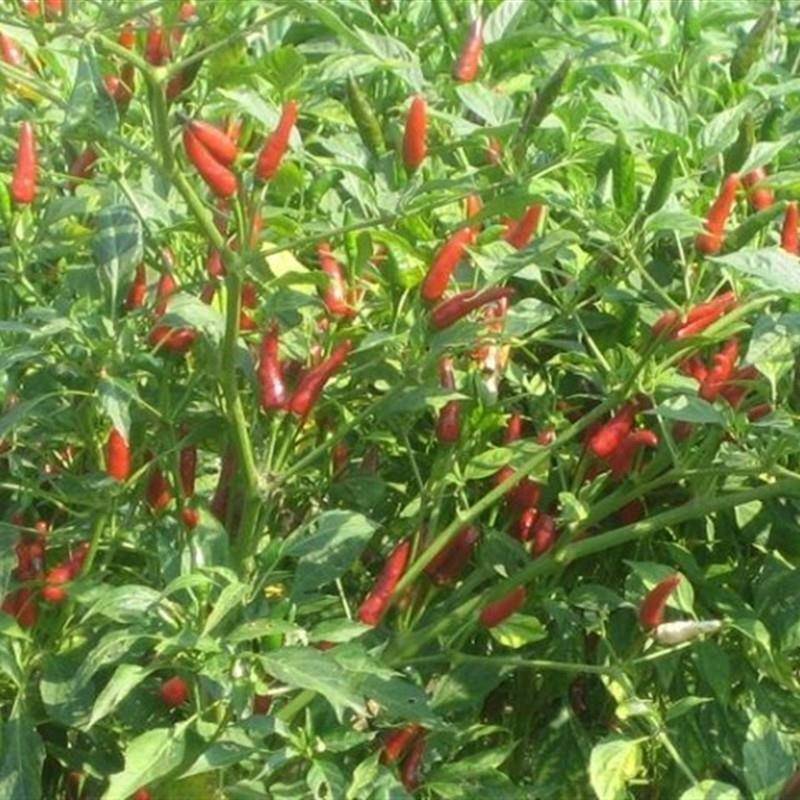 贵州特产 农户种植 虾子辣椒 小米辣 朝天辣干辣椒500一份包邮