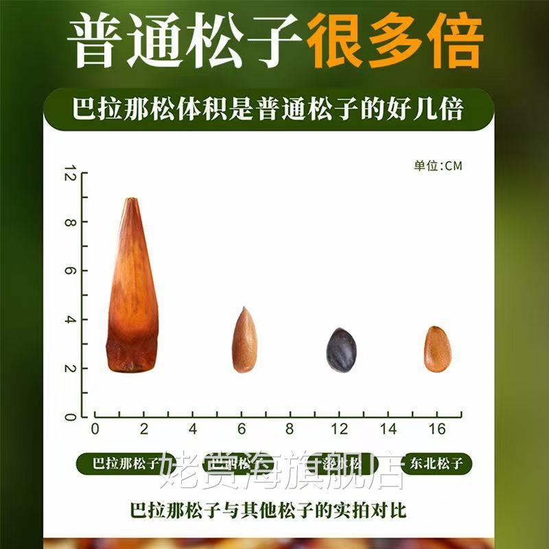 云南巴拉那松子打松球拇指大的松子开口礼盒装巴西松子巴松王松子