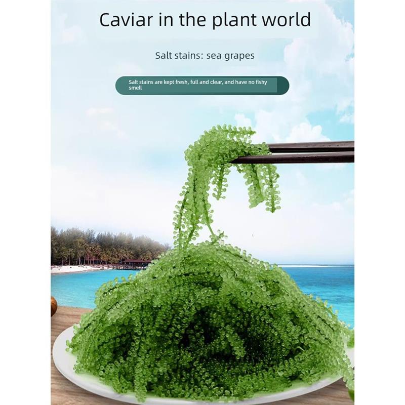 儿童海葡萄绿色鱼子酱即食泡发小孩吃的新鲜盐渍海葡萄官方旗舰店