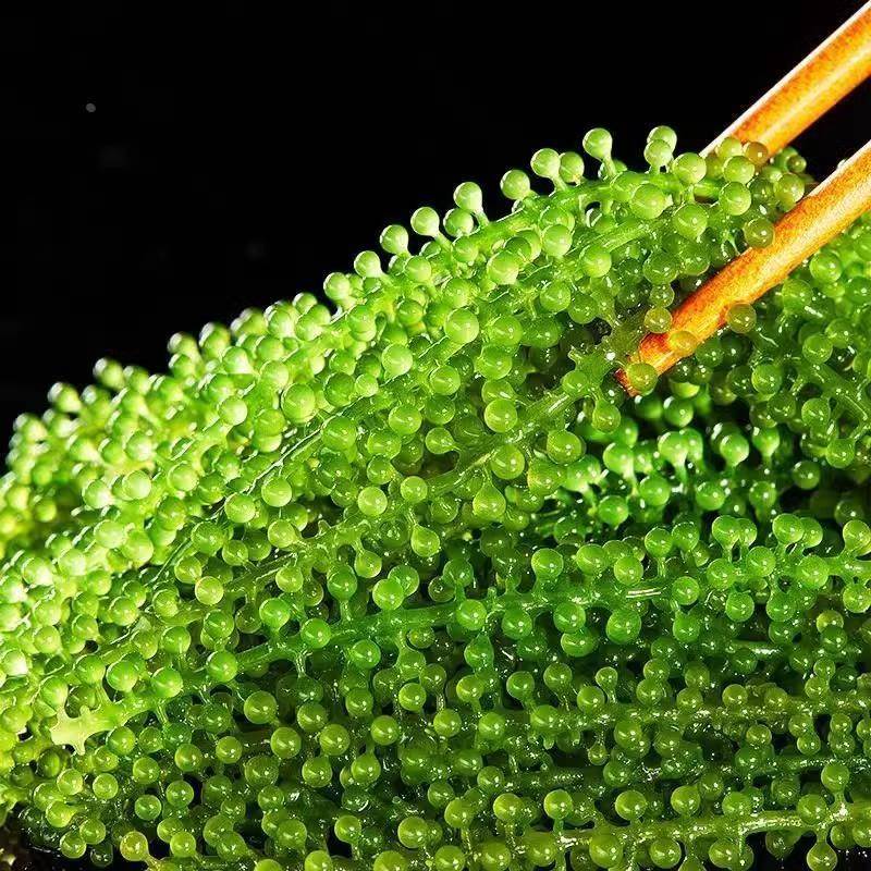 盐渍海葡萄新鲜即食儿童海带海藻草凉拌菜绿色鱼子酱火锅寿司食材