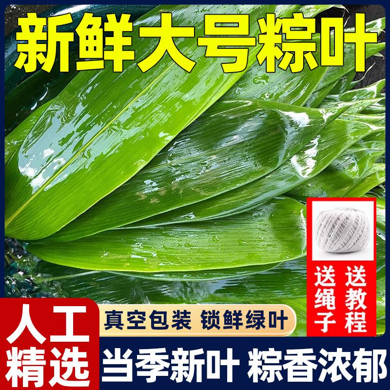 粽叶新鲜粽子叶大号包粽子