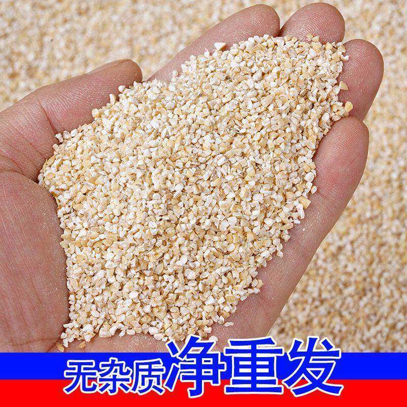 农家新货盐城食用大麦采子去皮粗粮大麦糁子新鲜麦子大麦碎新米